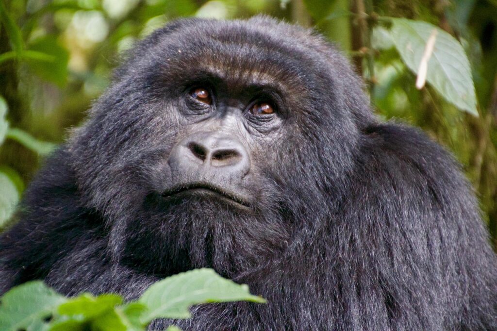 Behöver man visum till Rwanda? 🇷🇼 (2025)