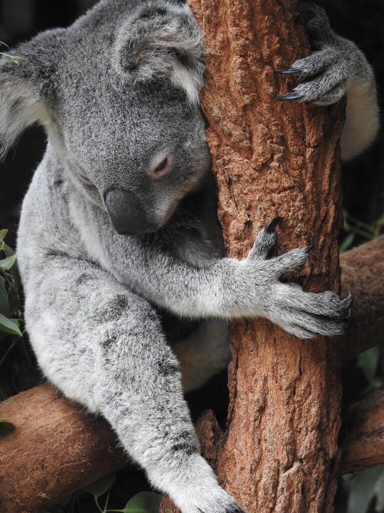 Visum till Australien? 🇦🇺 (2025)