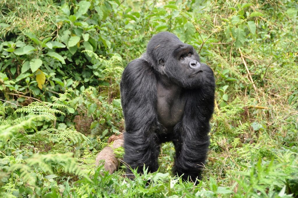 Visum till Rwanda? 🇷🇼 (2025)