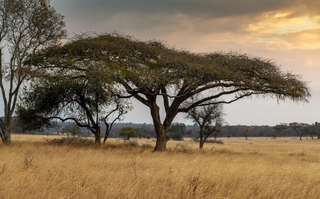 Visum till Zimbabwe? 🇿🇼 (2025)